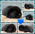 Dwerg hangoor NHD konijntjes - super lief, mooi & hand tam!, Dieren en Toebehoren, Konijnen, Meerdere dieren, Dwerg, Hangoor, 0 tot 2 jaar