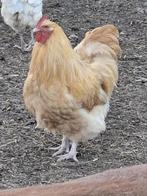 Nog enkele mooie Sierhanen beschikbaar !!!., Dieren en Toebehoren, Pluimvee, Mannelijk, Kip