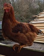 Jonge haan, Dieren en Toebehoren, Mannelijk, Kip