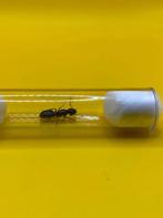 Camponotus Herculeanus, reine des fourmis avec couvain, Fourmis