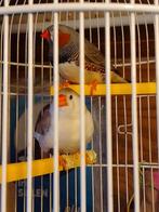 ONVERWANT KWEEKRIJP KOPPELTJE ZEBRAVINKJES geringd van 2025, Dieren en Toebehoren, Meerdere dieren, Tropenvogel, Geringd