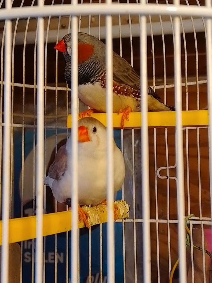 COUPLE MÛR DE PINSONS ZÈBRES, ANNELÉS ET NON APPARENTÉS, dat, Animaux & Accessoires, Oiseaux | Oiseaux Autre, Oiseau tropical