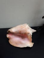 Grote decoratieve schelpen x 2, Huis en Inrichting, Ophalen, Gebruikt