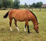 2 jarige Freiberger/Franches-Montagne merrie, Dieren en Toebehoren, Paarden, Merrie, Z