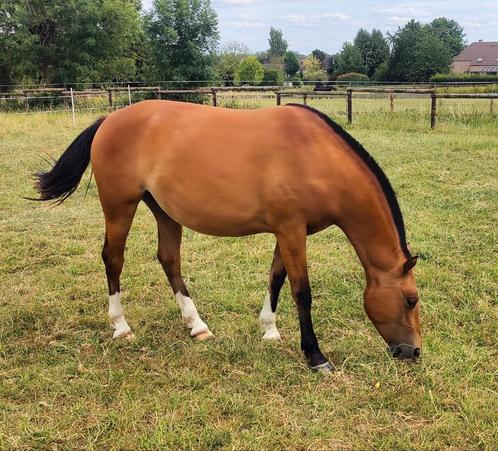 2 jarige Freiberger/Franches-Montagne merrie, Dieren en Toebehoren, Paarden, Merrie, Z