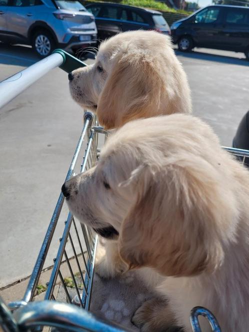Golden retriever pups  reuke Leeft huiselijk  GETESTE ouders, Dieren en Toebehoren, Honden | Retrievers, Spaniëls en Waterhonden
