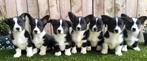 Welsh Corgi Cardigan pups, Dieren en Toebehoren, Parvo, België, Overige rassen, 8 tot 15 weken