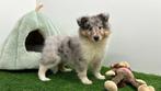 Shetland Sheepdog pups