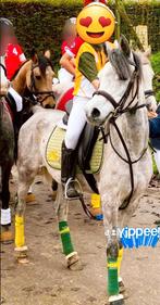 Mooie Merrie mix Arabier/Welsh pony te koop, Dieren en Toebehoren