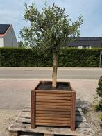 olijfboom, Tuin en Terras, Ophalen, Olijfboom