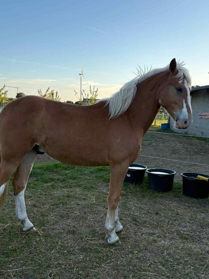 Grote D pony, Dieren en Toebehoren, Pony's, Ruin, Onbeleerd, E pony (1.48m - 1.57m), 0 tot 2 jaar, Gechipt, Ontwormd, Ingeënt