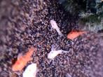 Te koop! L144 Blue eyes "nakweek"., Vis, Zoetwatervis