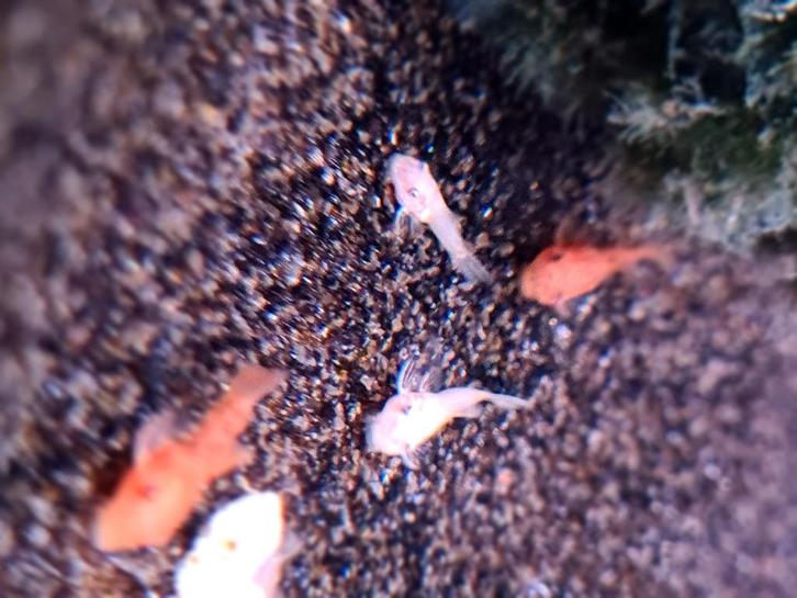 Te koop! L144 Blue eyes "nakweek"., Dieren en Toebehoren, Vissen | Aquariumvissen, Zoetwatervis, Vis