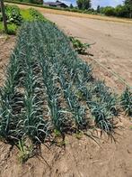 Prei-plantjes te koop, Ophalen