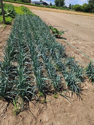 Prei-plantjes te koop, Enlèvement