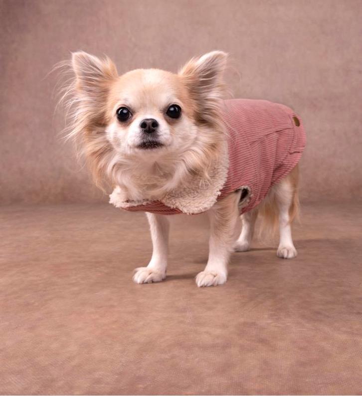 Roze jasje 25cm voor de hond, Dieren en Toebehoren, Hondenkleding, Nieuw, Hondenjas, Ophalen of Verzenden