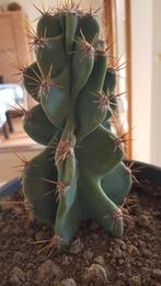 Mooie cactussen te koop., Plante verte, Enlèvement, Cactus
