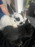 Schattige dwergkonijntjes, Animaux & Accessoires, Lapins