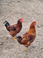 2 Jongen hanen, Dieren en Toebehoren
