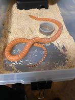 1.0 Scaleless… 0.1 caramel … koppel korenslangen, Dieren en Toebehoren, Reptielen en Amfibieën