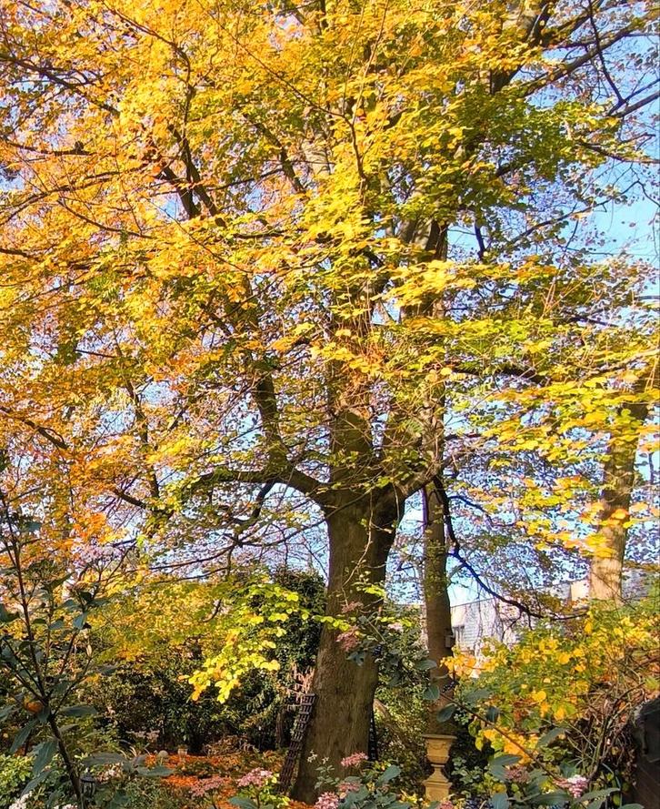 Gratis zeer jonge bomen, Tuin en Terras, Planten | Bomen, Bloeit niet, Ophalen