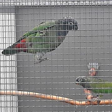 Pionus Maximiliani-papegaaien., Dieren en Toebehoren, Vogels | Parkieten en Papegaaien, Vrouwelijk, Papegaai, Geringd