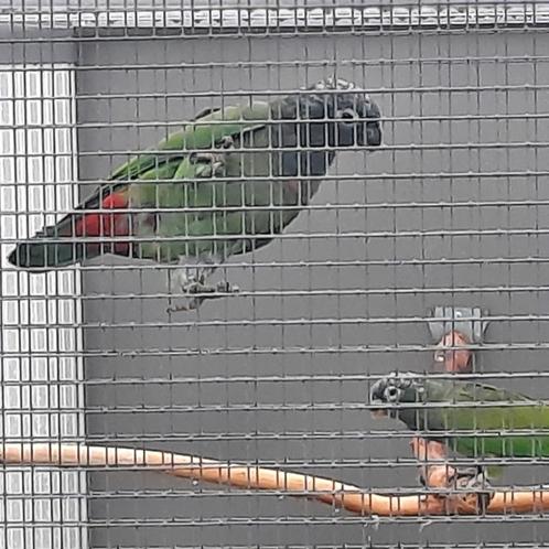 Pionus Maximiliani-papegaaien., Dieren en Toebehoren, Vogels | Parkieten en Papegaaien, Papegaai, Vrouwelijk, Geringd