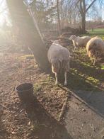 Bélier, Animaux & Accessoires, Moutons, Chèvres & Cochons, Mâle, Mouton