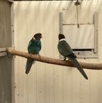 Twenty eight parkieten, Dieren en Toebehoren, Vogels | Parkieten en Papegaaien, Meerdere dieren, Parkiet, Geringd