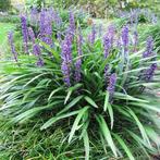 Volwassen leliegras - Liriope Muscari, Ophalen, Volle zon, Vaste plant, Siergrassen