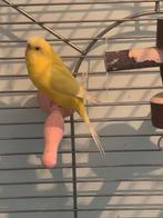 Perruche ondulée femelle  epp, Femelle, Perruche