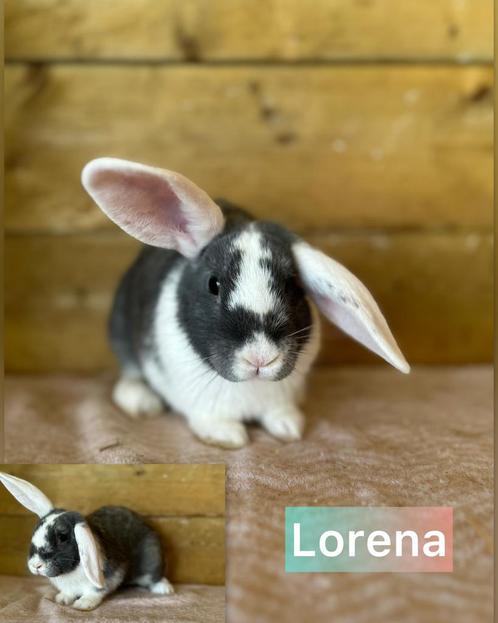 Ter adoptie gevaccineerde voedster, Dieren en Toebehoren, Konijnen, Klein