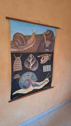 Oude schoolplaat 'De wijngaardslak', Enlèvement ou Envoi, Nature et Biologie