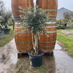 Olijfbomen olea europaea!, Tuin en Terras, Planten | Bomen, Ophalen of Verzenden