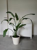 Plante d'intérieur, Maison & Meubles, Plantes d'intérieur, Ficus, Enlèvement, 100 à 150 cm, Plante verte