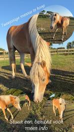 Tweejarige merrie & 2 merrie veulens (Haflinger), Dieren en Toebehoren, Merrie, 0 tot 2 jaar, Onbeleerd, Recreatiepony