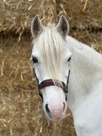 Knappe welsh merrie, Dieren en Toebehoren, Pony's, Merrie