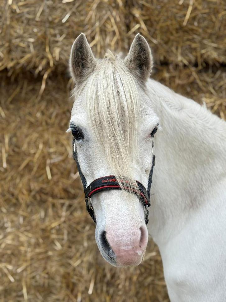 Knappe welsh merrie, Dieren en Toebehoren, Pony's, Merrie