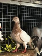 Mooi duiven te koop, Meerdere dieren, Overige soorten