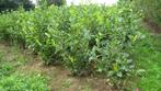 Prunus laurocerasus rotundifolia, Jardin & Terrasse, Enlèvement ou Envoi