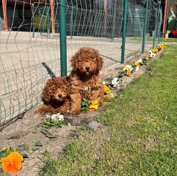 Chiots caniches nains, 15 semaines à 1 an, Étranger, Caniche, Parvovirose