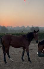 Jaarling Merrie (Mosito vh Hellehof), Merrie, Springpaard, Minder dan 160 cm, Gechipt