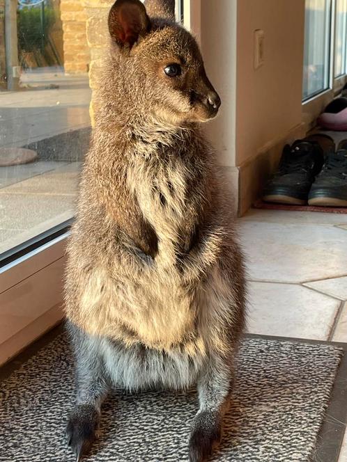 GEZOCHT: Wallaby om verder met papfles groot te brengen, Dieren en Toebehoren, Overige Dieren