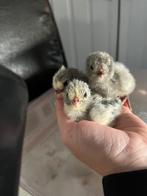British lavendel araucana kuikens, Dieren en Toebehoren, Meerdere dieren, Kip