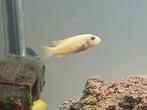 Malawi mbuna's; soort Sunset, hele mooie zoetwatervis!!!, Dieren en Toebehoren, Vissen | Aquariumvissen, Zoetwatervis