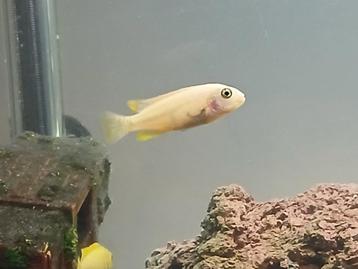Malawi mbuna's; soort Sunset, hele mooie zoetwatervis!!!, Dieren en Toebehoren, Vissen | Aquariumvissen, Zoetwatervis