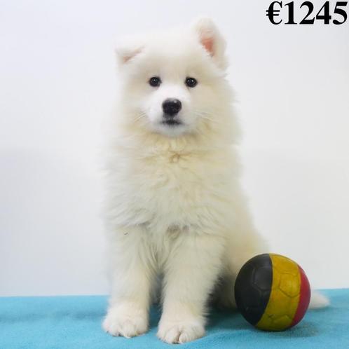 Samoyède - chiots Belges à vendre, Animaux & Accessoires, Chiens | Huskys, Loulous & Types primitifs, Plusieurs animaux, Autres races