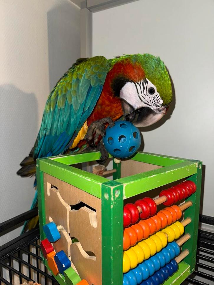 Jeune ara arlequin super apprivoisé, Animaux & Accessoires, Oiseaux | Perruches & Perroquets, Perroquet, Mâle, Parleur, Domestique