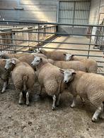 11 prachtige jonge kweek ooien schapen, Vrouwelijk, Schaap
