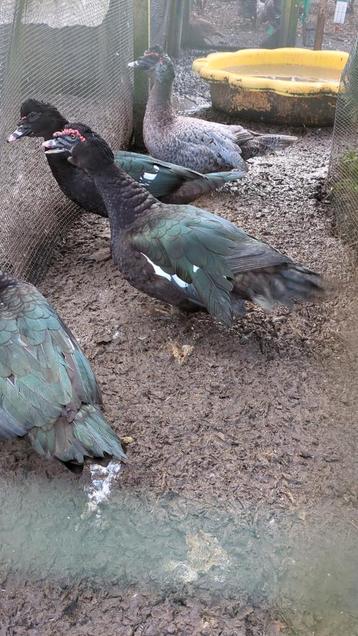 Muskuseend woerd zwart wild beschikbaar voor biedingen